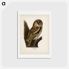 アートポストカード-Tawny Owl
 - スヴェンスカ フォグラル Postcard.