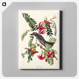 アートパネル-Piping Flycatcher from Birds of America
 - アメリカの鳥たち Canvas.