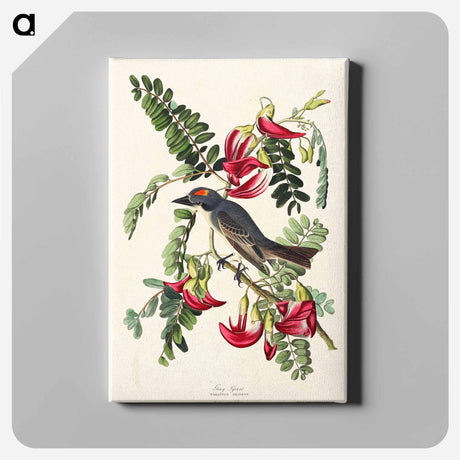 アートパネル-Piping Flycatcher from Birds of America
 - アメリカの鳥たち Canvas.