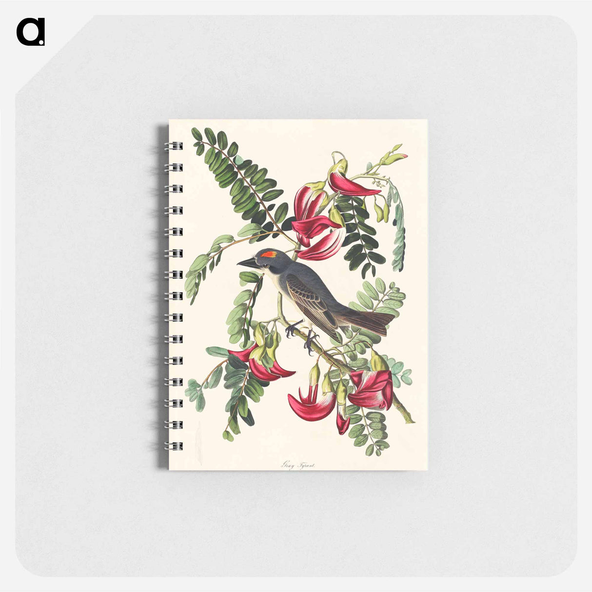 アートメモ帳-Piping Flycatcher from Birds of America
 - アメリカの鳥たち Memo.