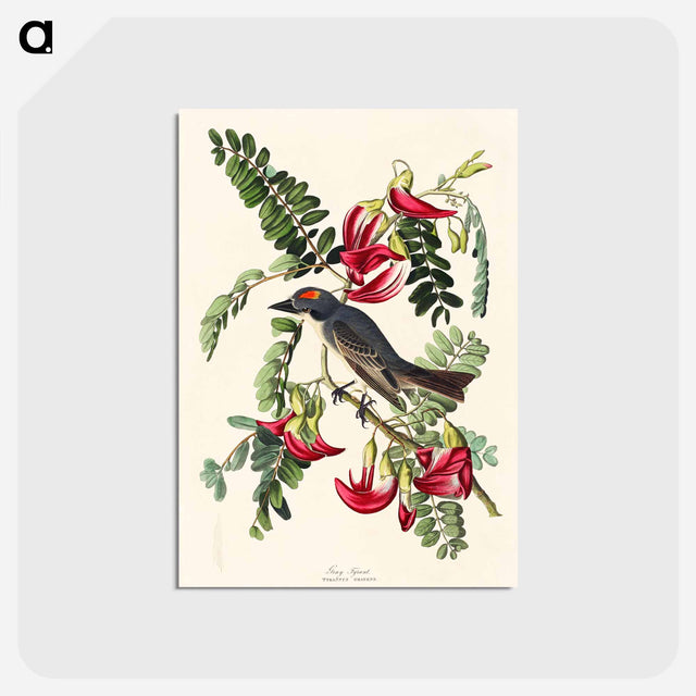 アートポストカード-Piping Flycatcher from Birds of America
 - アメリカの鳥たち Postcard.