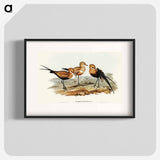 アートポスター-Australian Pratincole
 - オーストラリアの鳥 Poster.