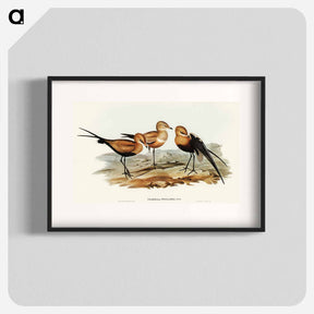 アートポスター-Australian Pratincole
 - オーストラリアの鳥 Poster.