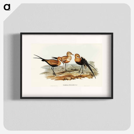 アートポスター-Australian Pratincole
 - オーストラリアの鳥 Poster.