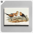 アートパネル-Australian Pratincole
 - オーストラリアの鳥 Canvas.
