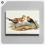 アートパネル-Australian Pratincole
 - オーストラリアの鳥 Canvas.