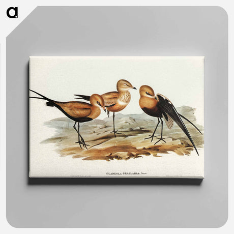 アートパネル-Australian Pratincole
 - オーストラリアの鳥 Canvas.