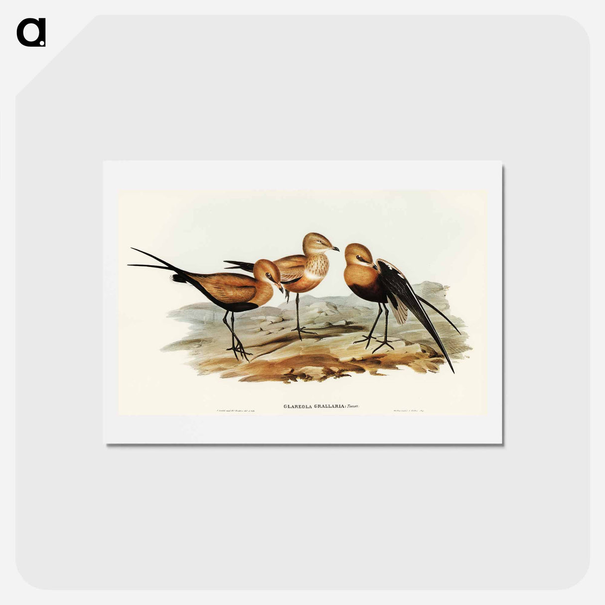 アートポストカード-Australian Pratincole
 - オーストラリアの鳥 Postcard.