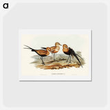 アートポストカード-Australian Pratincole
 - オーストラリアの鳥 Postcard.