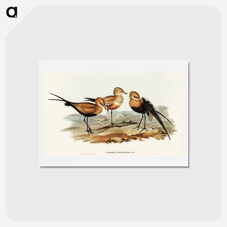 アートポストカード-Australian Pratincole
 - オーストラリアの鳥 Postcard.