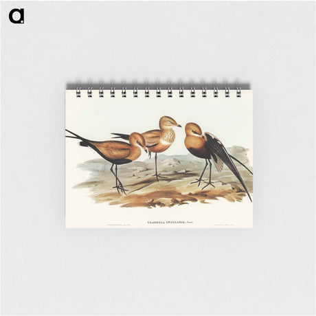 アートメモ帳-Australian Pratincole
 - オーストラリアの鳥 Memo.