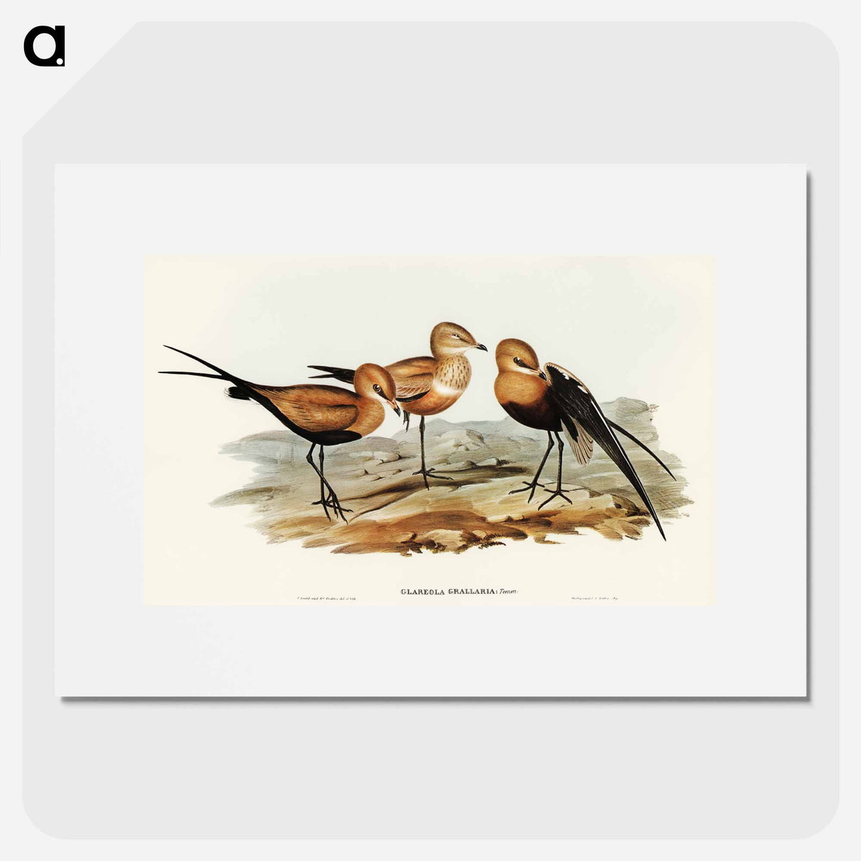 アートポスター-Australian Pratincole
 - オーストラリアの鳥 Poster.