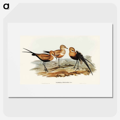 アートポスター-Australian Pratincole
 - オーストラリアの鳥 Poster.