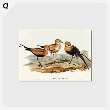 アートポストカード-Australian Pratincole
 - オーストラリアの鳥 Postcard.