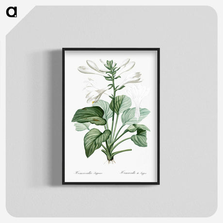 1-89_The-Lilies_blk-crop