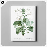 1-89_The-Lilies_canvas