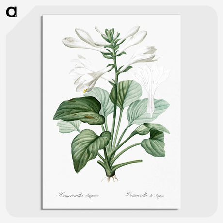 1-89_The-Lilies_picture-crop