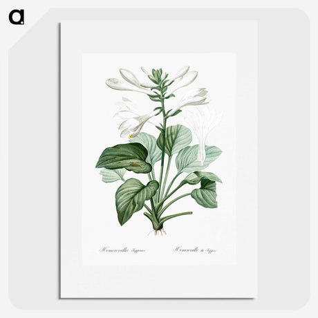 1-89_The-Lilies_picture