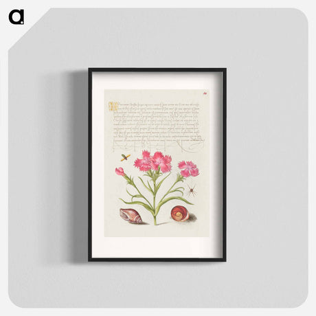 アートポスター-Insect, Sweet William, Spider, Marine Mollusk, and Eye of Santa Lucia
 - 書道のお手本 Poster.
