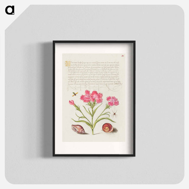アートポスター-Insect, Sweet William, Spider, Marine Mollusk, and Eye of Santa Lucia
 - 書道のお手本 Poster.