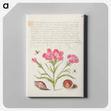 アートパネル-Insect, Sweet William, Spider, Marine Mollusk, and Eye of Santa Lucia
 - 書道のお手本 Canvas.