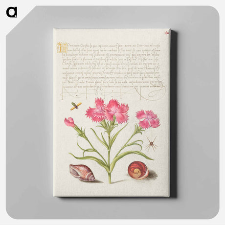 アートパネル-Insect, Sweet William, Spider, Marine Mollusk, and Eye of Santa Lucia
 - 書道のお手本 Canvas.