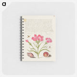 アートメモ帳-Insect, Sweet William, Spider, Marine Mollusk, and Eye of Santa Lucia
 - 書道のお手本 Memo.