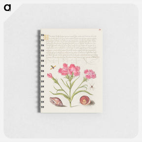 アートメモ帳-Insect, Sweet William, Spider, Marine Mollusk, and Eye of Santa Lucia
 - 書道のお手本 Memo.