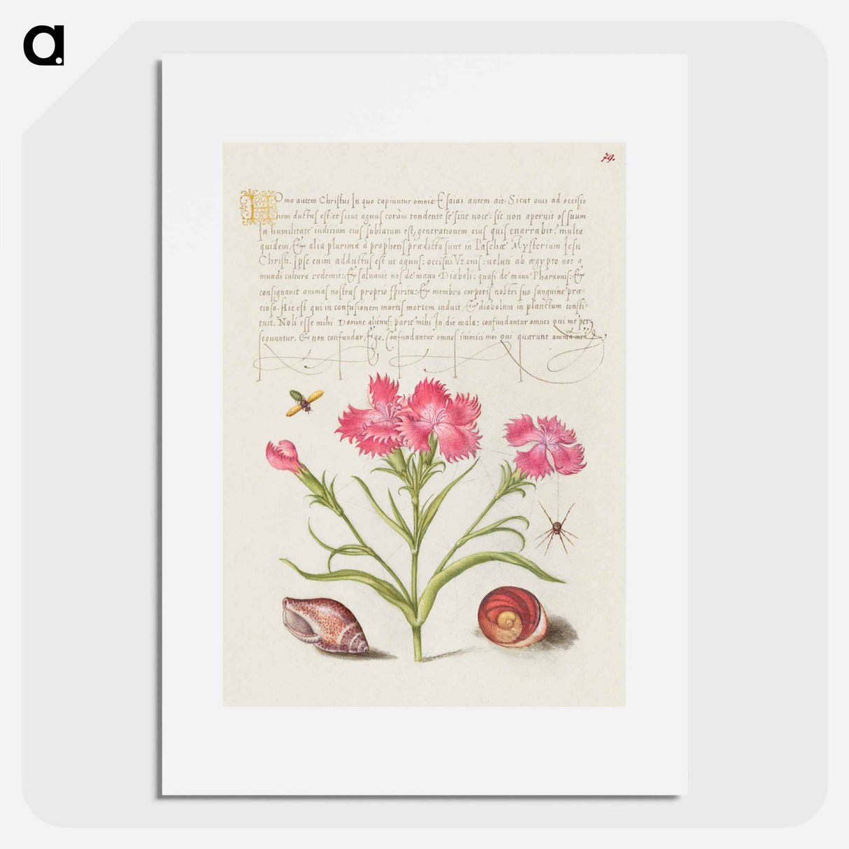 アートポスター-Insect, Sweet William, Spider, Marine Mollusk, and Eye of Santa Lucia
 - 書道のお手本 Poster.