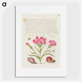 アートポスター-Insect, Sweet William, Spider, Marine Mollusk, and Eye of Santa Lucia
 - 書道のお手本 Poster.