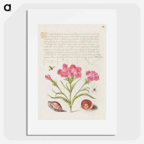 アートポスター-Insect, Sweet William, Spider, Marine Mollusk, and Eye of Santa Lucia
 - 書道のお手本 Poster.