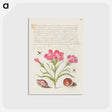 アートポストカード-Insect, Sweet William, Spider, Marine Mollusk, and Eye of Santa Lucia
 - 書道のお手本 Postcard.