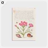 アートポストカード-Insect, Sweet William, Spider, Marine Mollusk, and Eye of Santa Lucia
 - 書道のお手本 Postcard.