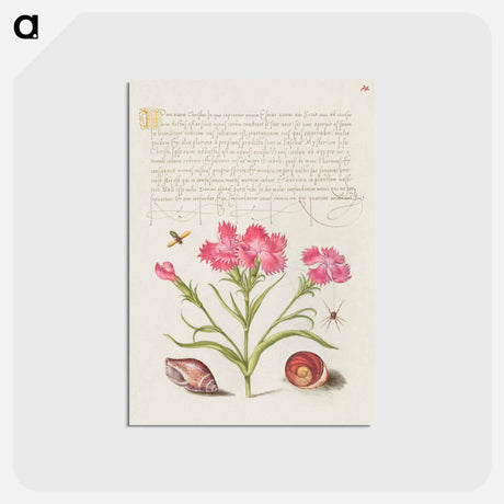 アートポストカード-Insect, Sweet William, Spider, Marine Mollusk, and Eye of Santa Lucia
 - 書道のお手本 Postcard.