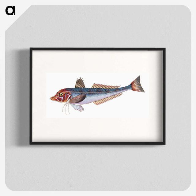 1-89_The-Natural-History-of-British-Fishes_blk