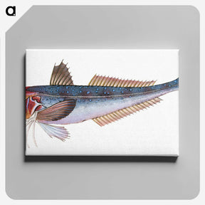1-89_The-Natural-History-of-British-Fishes_canvas