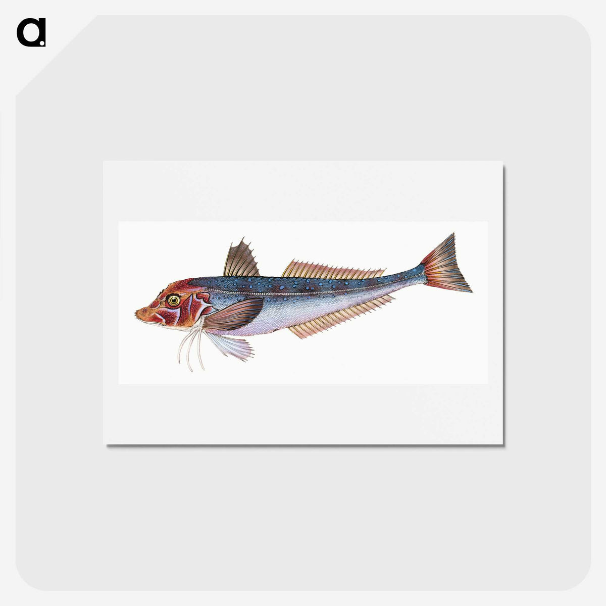 1-89_The-Natural-History-of-British-Fishes_hagaki