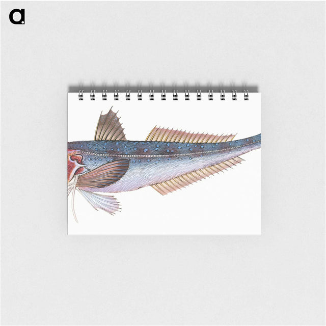 1-89_The-Natural-History-of-British-Fishes_memo