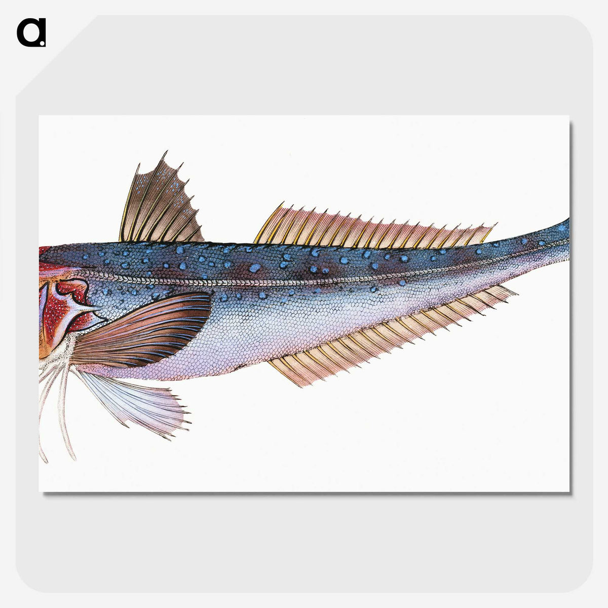 1-89_The-Natural-History-of-British-Fishes_picture-crop