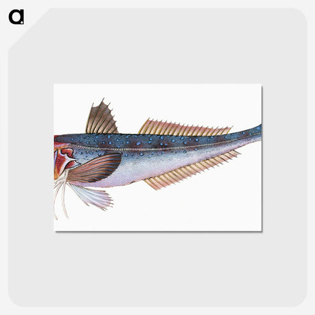 1-89_The-Natural-History-of-British-Fishes_postcard