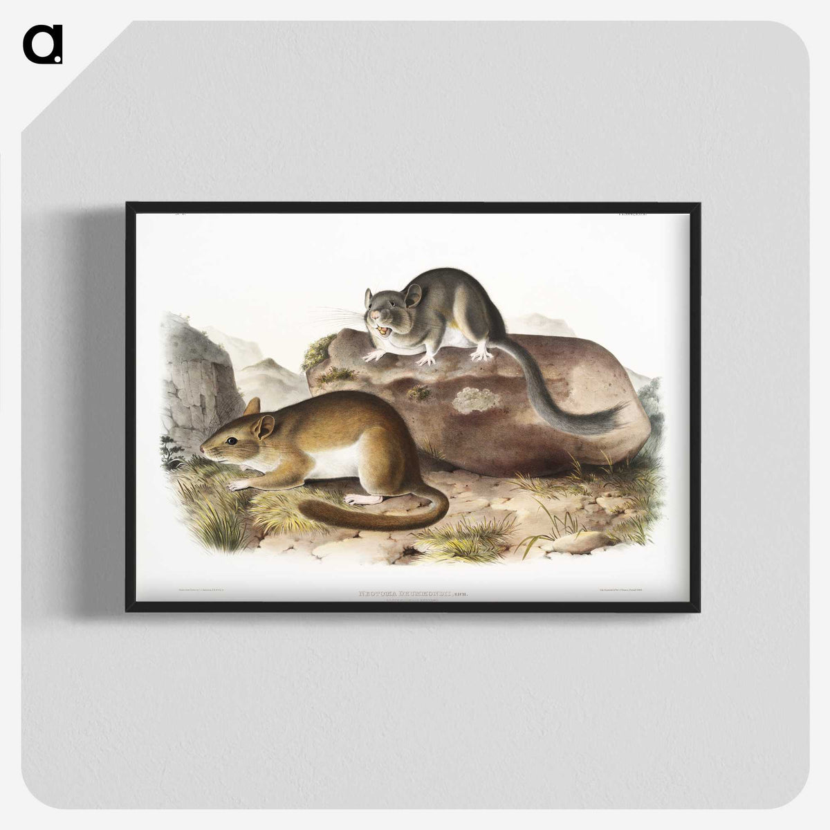 1-89_The-Viviparous-Quadrupeds_blk-crop