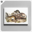 1-89_The-Viviparous-Quadrupeds_canvas