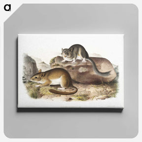 1-89_The-Viviparous-Quadrupeds_canvas