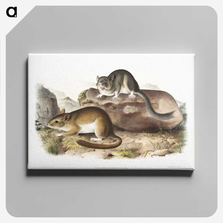 1-89_The-Viviparous-Quadrupeds_canvas