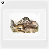 1-89_The-Viviparous-Quadrupeds_picture