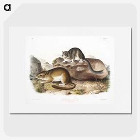 1-89_The-Viviparous-Quadrupeds_picture