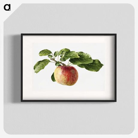 1-89_USDA-Watercolor-Fruit-Painting-Collection_blk