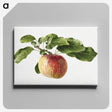 1-89_USDA-Watercolor-Fruit-Painting-Collection_canvas