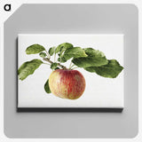 1-89_USDA-Watercolor-Fruit-Painting-Collection_canvas