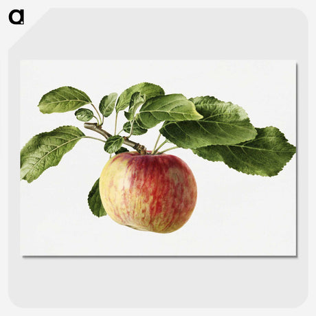 1-89_USDA-Watercolor-Fruit-Painting-Collection_picture-crop